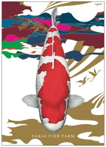 โคฮาคุ (Kohaku): เสน่ห์ปลาคาร์ฟแดงขาว และพื้นฐานการชมความงาม