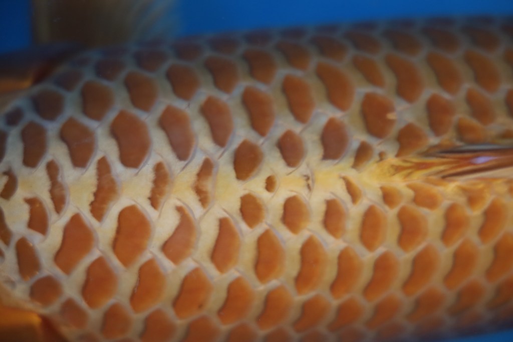 Silver Fox ปลาคาร์ฟจาก Sakai Fish Farm มีที่มาและจุดเด่นอย่างไร?