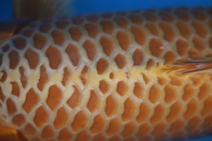 Silver Fox ปลาคาร์ฟจาก Sakai Fish Farm มีที่มาและจุดเด่นอย่างไร?