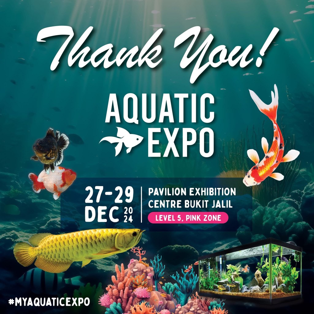 1st ASEAN Junior Koi Show 2024: สรุปงานที่มาเลเซีย