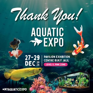 1st ASEAN Junior Koi Show 2024: สรุปงานที่มาเลเซีย