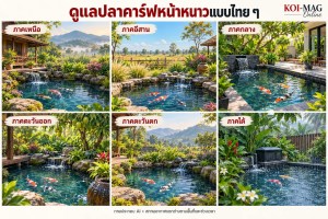ดูแลปลาคาร์ฟหน้าหนาวแบบไทย ๆ: วิธีให้อาหาร ดูแลน้ำ&nbsp;และระบบกรอง