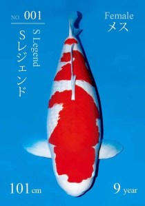 S Legend: ตำนานโคฮาคุจาก Sakai Fish Farm กับค่าตัว 203 ล้านเยน