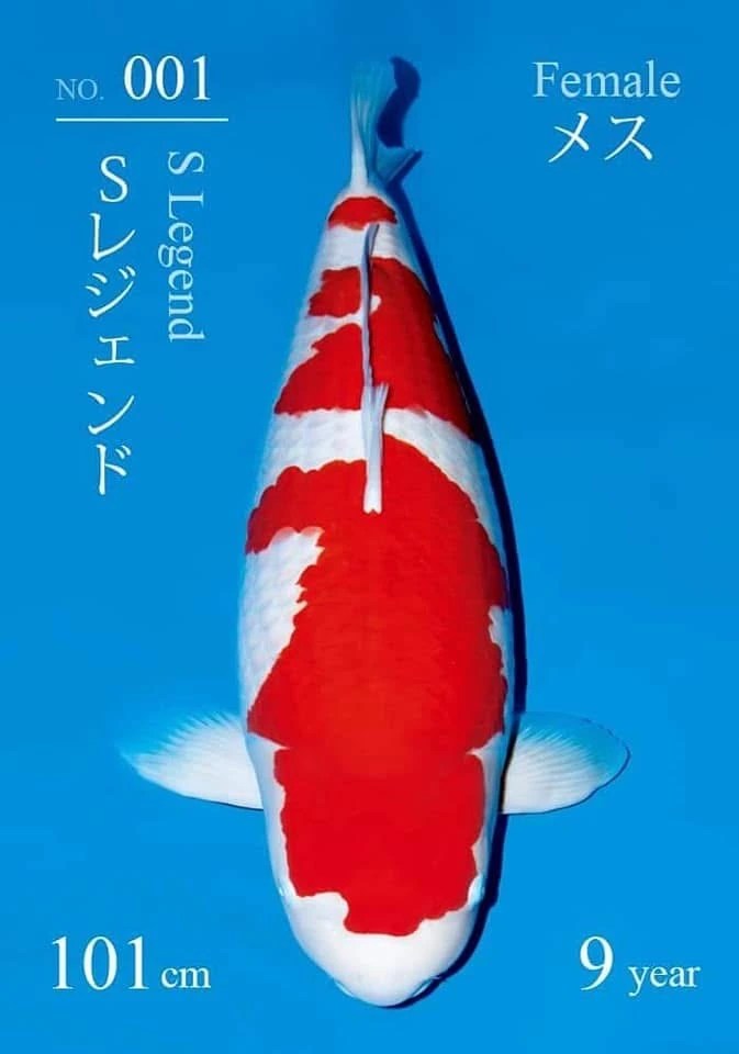 S Legend: ตำนานโคฮาคุจาก Sakai Fish Farm กับค่าตัว 203 ล้านเยน