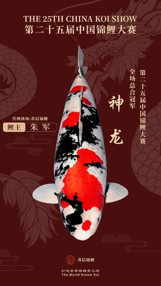 โปสเตอร์โชวะเสินหลง แชมป์ China Koi Show ครั้งที่ 25 ระบุเจ้าของ Zhu Jun และฟาร์มตัวแทน Suxin
