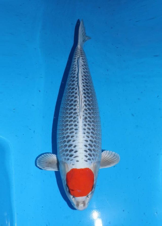 ปลาคาร์ฟตันโจที่มีปื้นแดงบนหัวและเกล็ดลายตาข่ายบนลำตัว