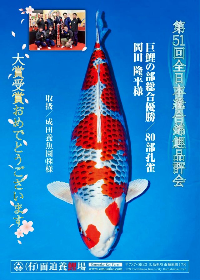 โปสเตอร์ปลาคาร์ฟคุจากุลายแดงบนพื้นเกล็ดสีเงิน พร้อมตรา Omosako Koi Farm