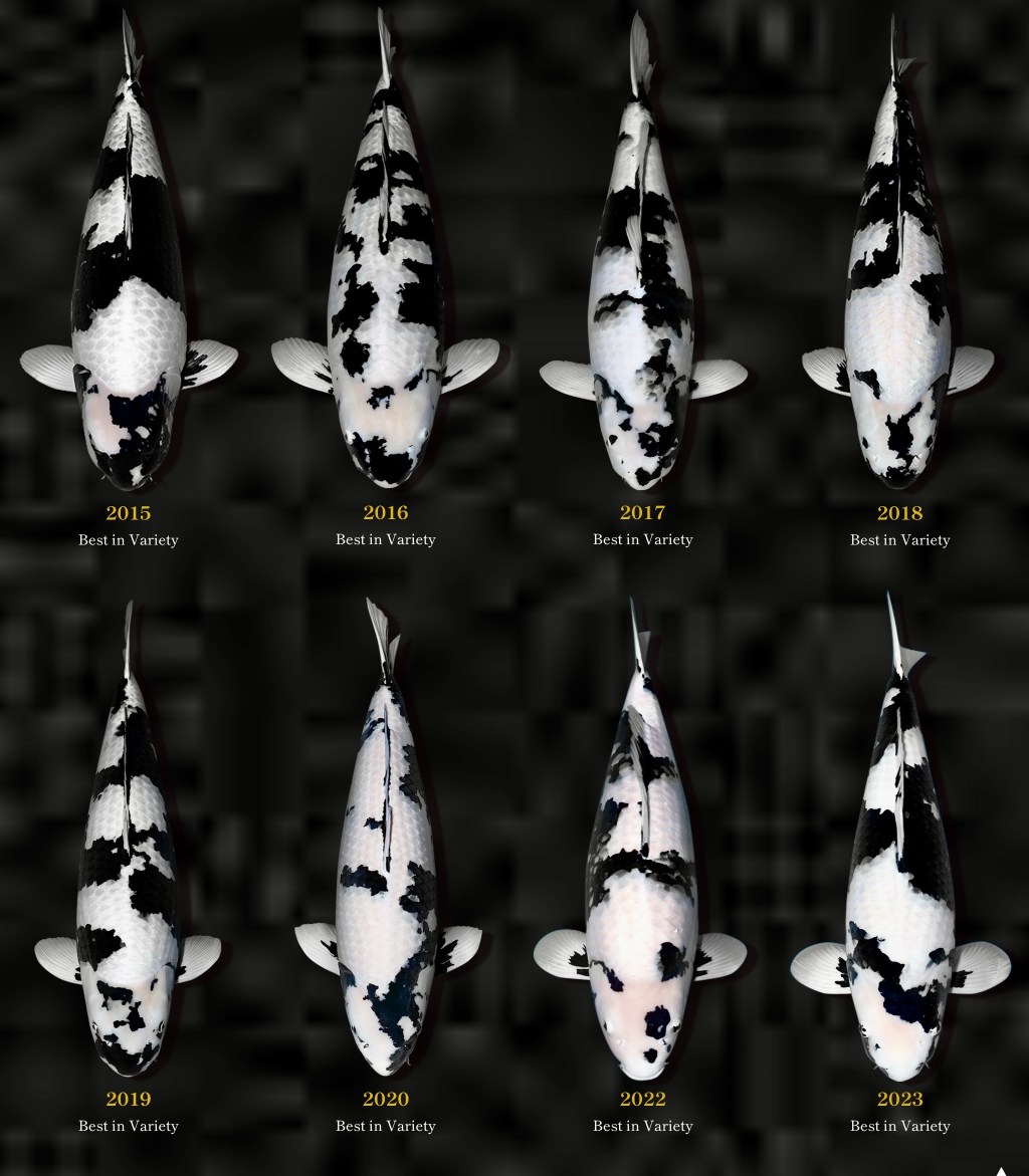 Omosako Koi Farm: ฟาร์มปลาคาร์ฟญี่ปุ่น ตำนานชิโร่อุซึริ