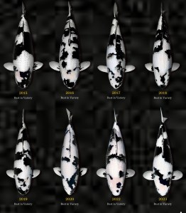 Omosako Koi Farm: ฟาร์มปลาคาร์ฟญี่ปุ่น ตำนานชิโร่อุซึริ