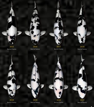 ภาพชุดปลาคาร์ฟชิโร่อุซึริขาวดำ ประกอบบทความ Omosako Koi Farm