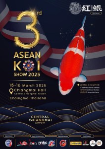 3rd ASEAN Koi Show 2025: ไฮไลท์งานประกวดปลาคาร์ฟเชียงใหม่