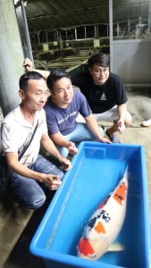Miss Thai: แม่พันธุ์ปลาคาร์ฟซันเก้จาก Sakai Fish&nbsp;Farm