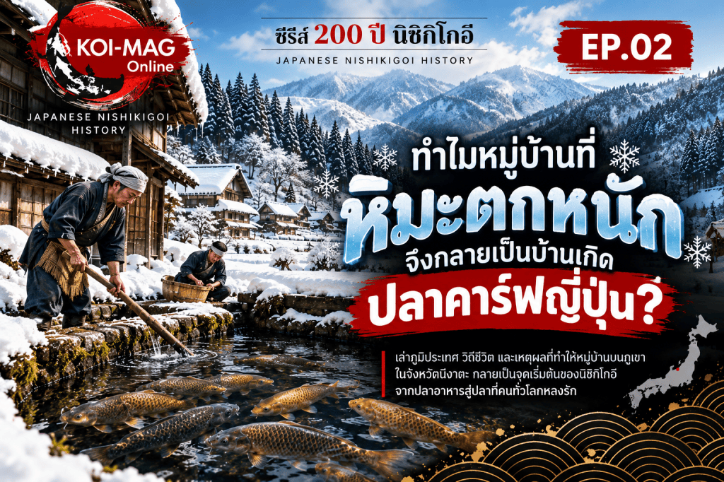 ทำไมหิมะตกหนักจึงเป็นบ้านเกิดปลาคาร์ฟญี่ปุ่น? | ประวัตินิชิกิโกอิ EP.02