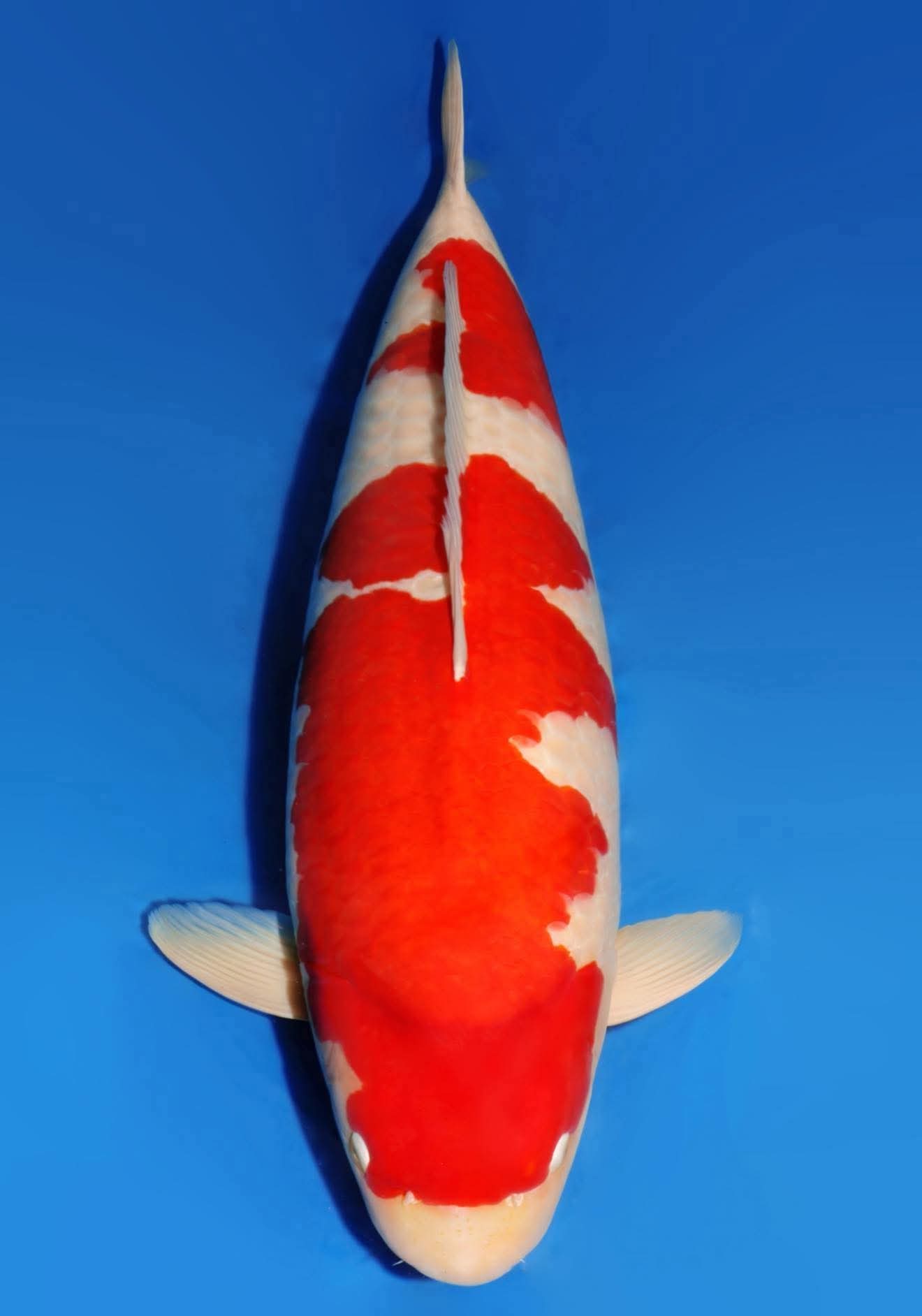 โคฮาคุจาก Dainichi Koi Farm ผู้คว้ารางวัล Grand Champion งาน All Japan Koi Show 2026