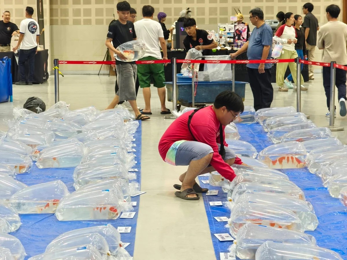 การจัดเตรียมและเคลื่อนย้ายปลาคาร์ฟในถุงใส