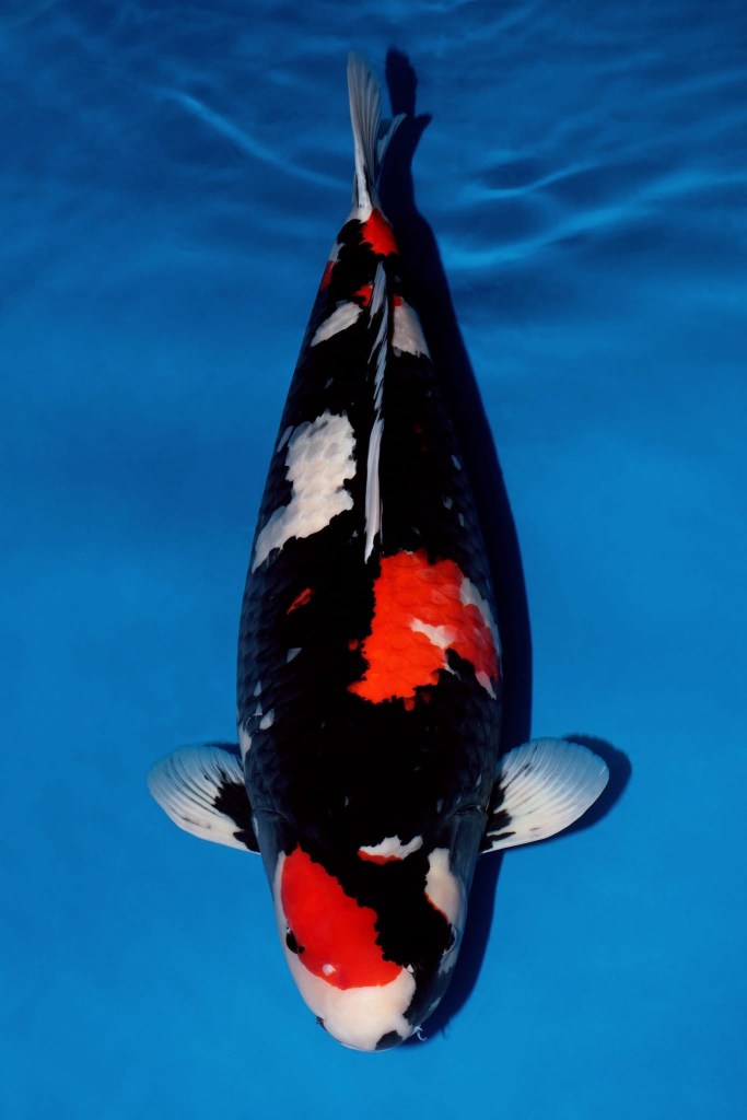 Showa Grand Champion 75 Bu งาน Chiangmai Mature Koi Show 2026