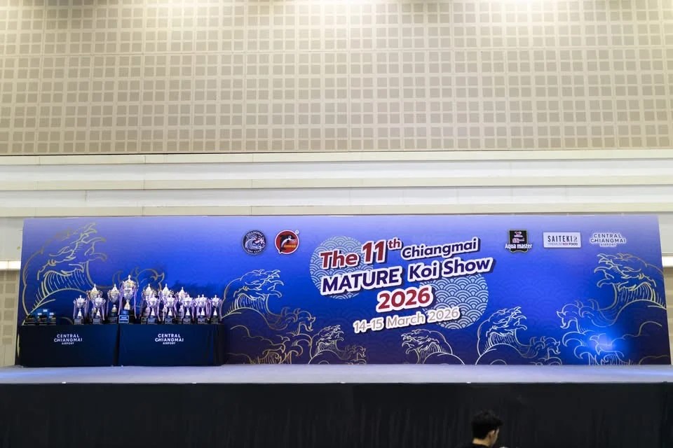 เวที The 11th Chiangmai Mature Koi Show 2026 ระบุวันจัดงาน 14–15 มีนาคม 2026