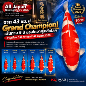 จาก 43 สู่ 95 ซม. เส้นทาง 5 ปีของโคฮาคุแชมป์ All Japan Koi Show 2026