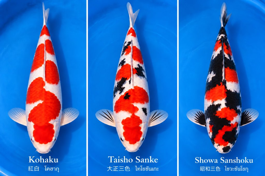 ภาพ AI เปรียบเทียบปลาคาร์ฟ Gosanke จากซ้าย: Kohaku แดงขาว, Taisho Sanke แดงขาวดำ และ Showa Sanshoku ดำแดงขาว