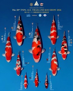 TNPA All Thailand Koi Show 2026 เปิดทำเนียบแชมป์ใหญ่ งานประกวดปลาคาร์ฟครั้งที่ 20