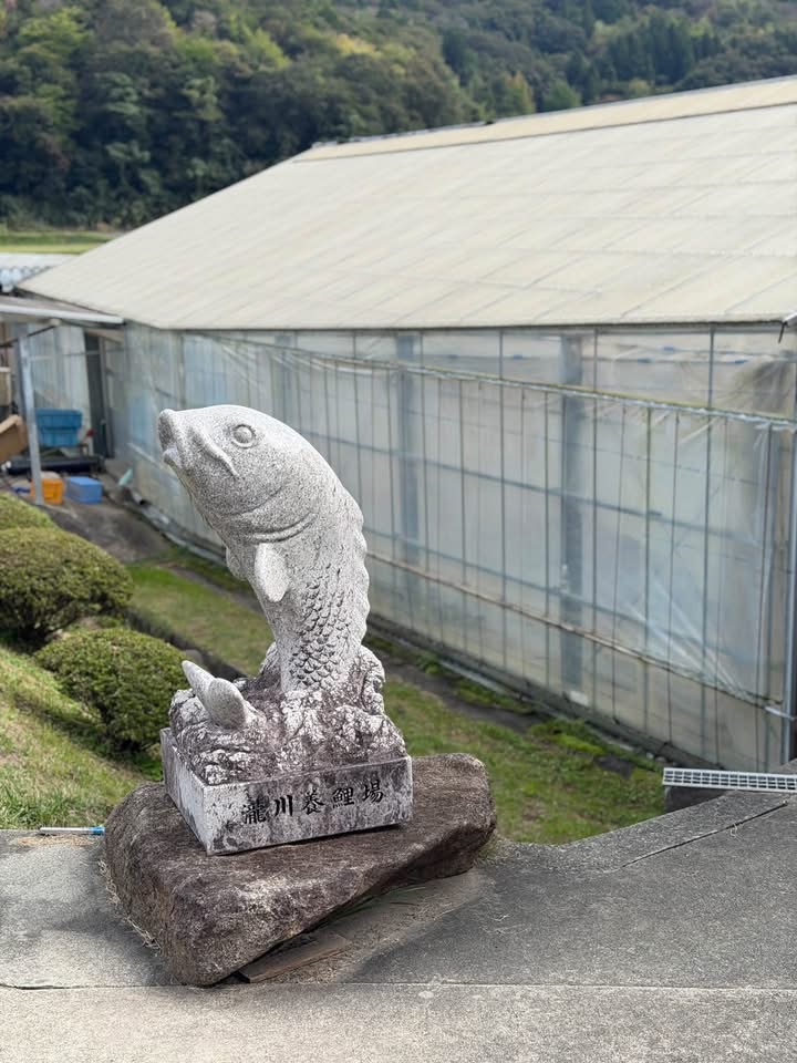 รูปปั้นปลาคาร์ฟบริเวณ Takigawa Koi Farm