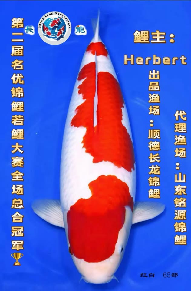 Kohaku 65 BU Grand Champion เจ้าของปลา Mr. Herbert