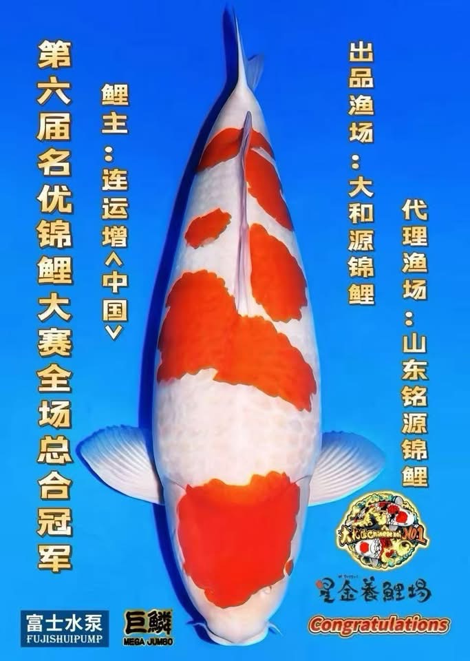 Kohaku Grand Champion เจ้าของปลา Mr. Lian YunZeng