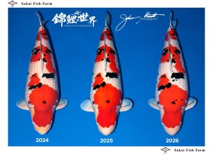 3 ปีแห่งความโดดเด่น! ซันเก้ Sakai Fish Farm จากเวที All Japan Koi Show สู่ขนาด 102 เซนติเมตร