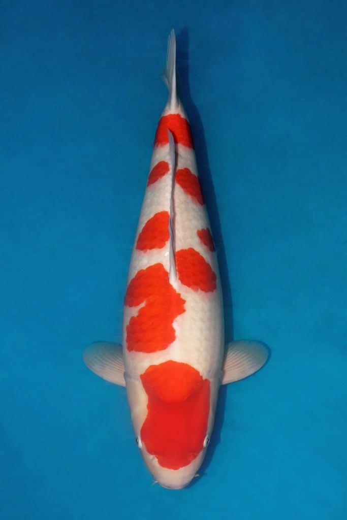 ปลาคาร์ฟ Kohaku รางวัล Grand Champion รุ่น 65 Bu งาน ZNA East Thailand 2026
