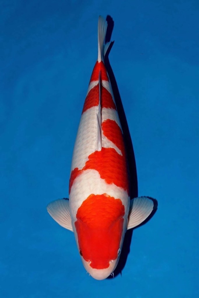 ปลาคาร์ฟ Male Kohaku รางวัล Champion Male รุ่น 60 Bu งาน ZNA East Thailand 2026