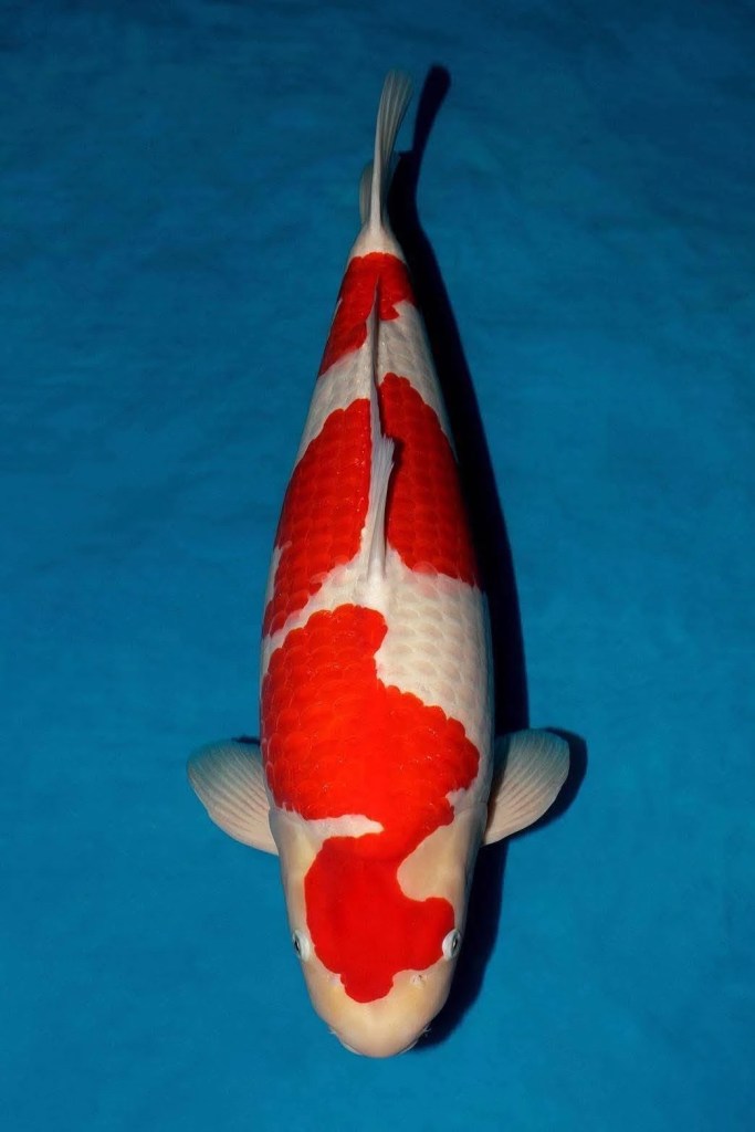 ปลาคาร์ฟ Kohaku รางวัล Champion A รุ่น 60 Bu งาน ZNA East Thailand 2026