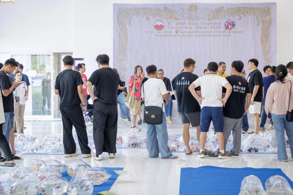 พื้นที่จัดวางถุงปลาคาร์ฟและผู้เข้าร่วมการแข่งขัน งาน The 9th ZNA East Thailand Young Koi Show 2026