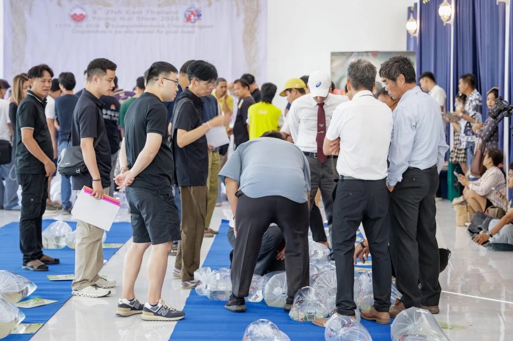 การพิจารณาปลาคาร์ฟในพื้นที่ประกวดปลาถุง งาน The 9th ZNA East Thailand Young Koi Show 2026