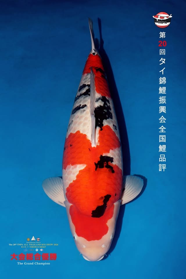 Taisho Sanke Grand Champion TNPA 2026