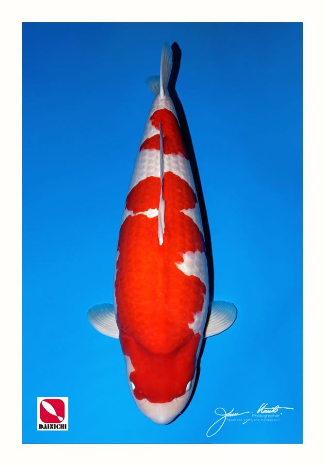 Kohaku 95 Bu Grand Champion All Japan 2026
