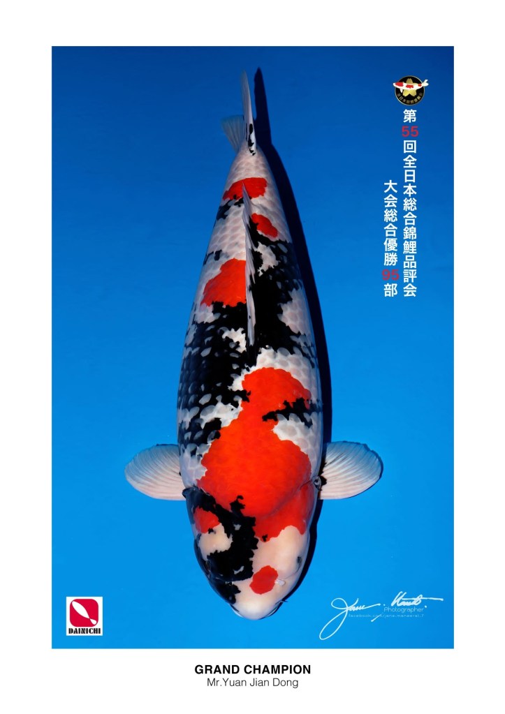 ปลาคาร์ฟ Showa มองจากด้านบน แสดงลวดลาย Sumi สีแดงและสีขาว
