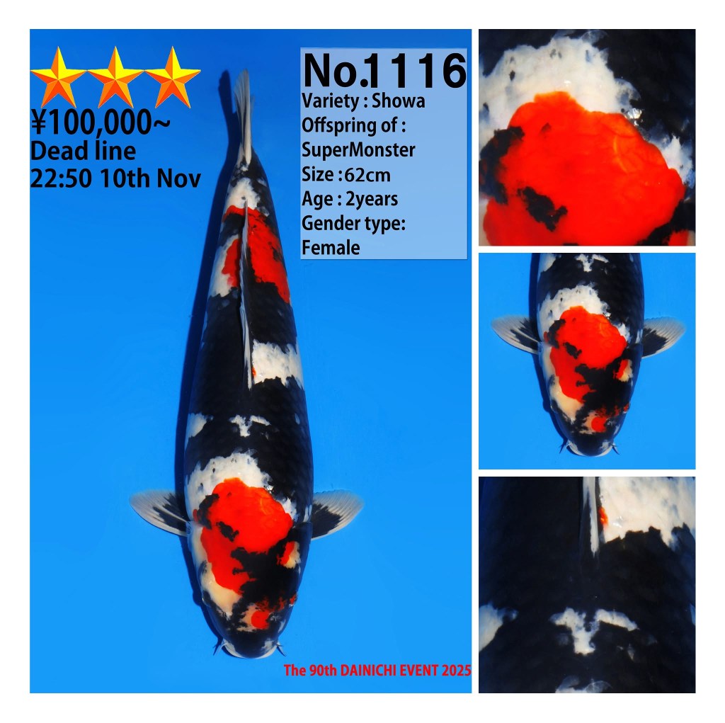 ปลาคาร์ฟ Showa No.1116 พร้อมภาพขยายส่วนหัวและสีดำบริเวณโคนครีบอก