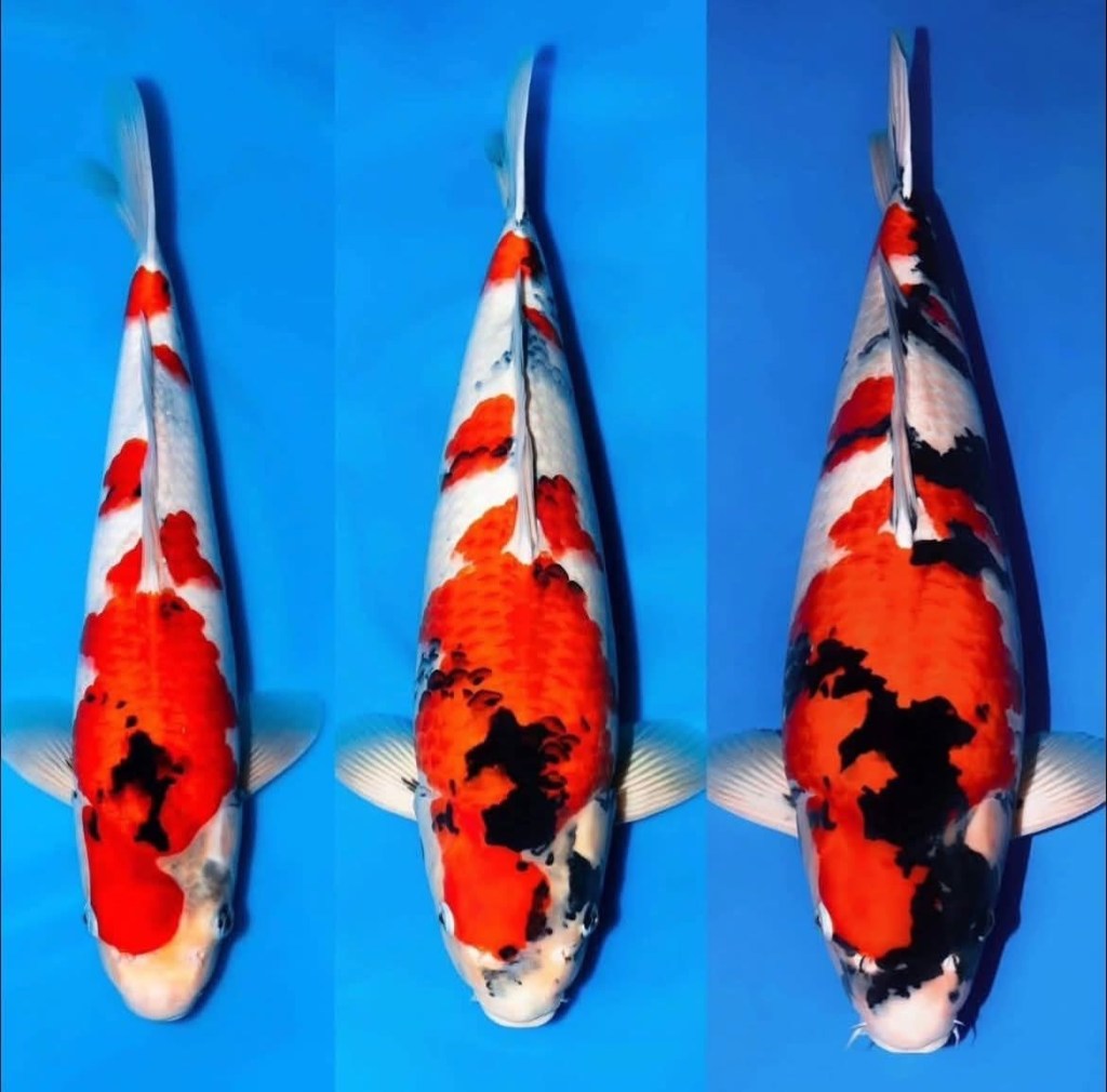 ภาพเปรียบเทียบ Dainichi Showa สามช่วงอายุ 1–3 ปี แสดงลวดลายสีดำที่ปรากฏชัดขึ้นตามข้อมูลประกอบภาพ
