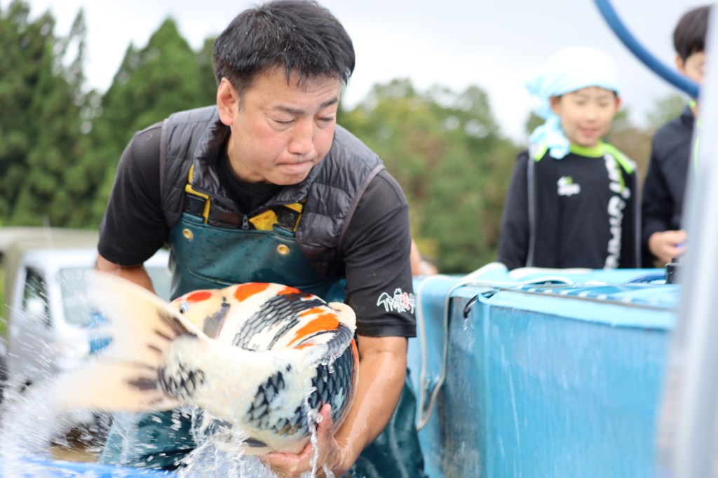 ฤดูกาลเก็บเกี่ยวปลาคาร์ฟญี่ปุ่น: เปิดประสบการณ์ Harvest ที่ ISA Koi Farm