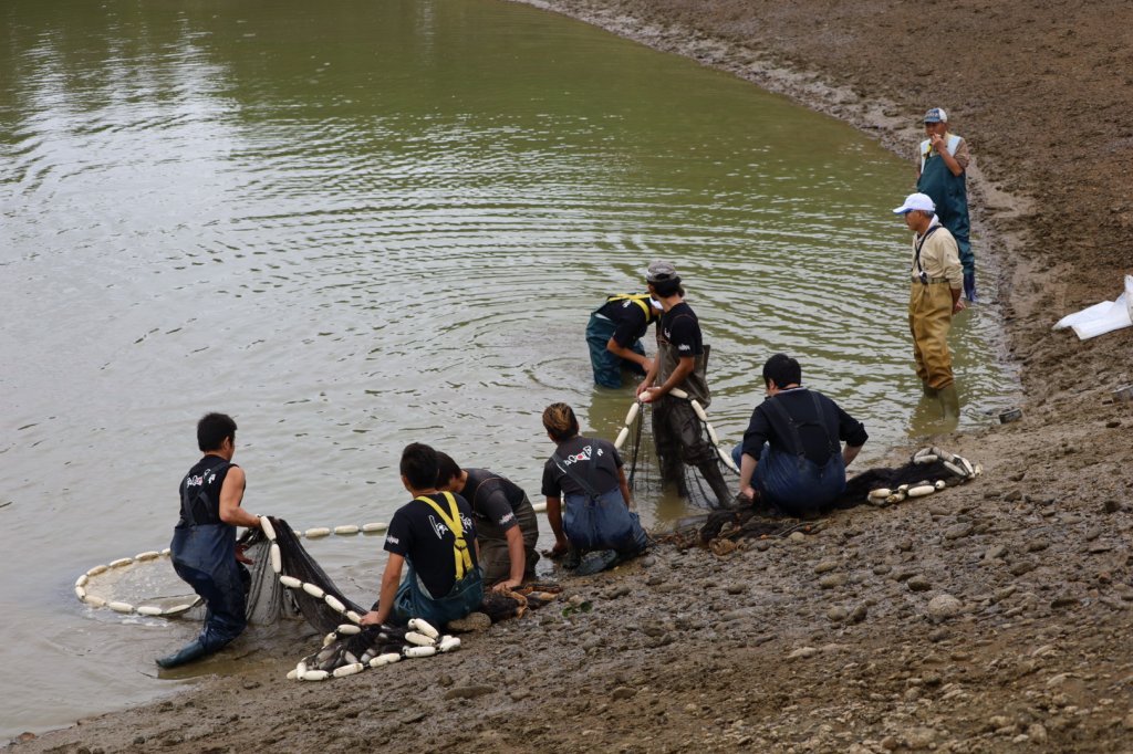 ทีมงานช่วยกันรวบรวมอวนบริเวณริมบ่อดินของ ISA Koi Farm
