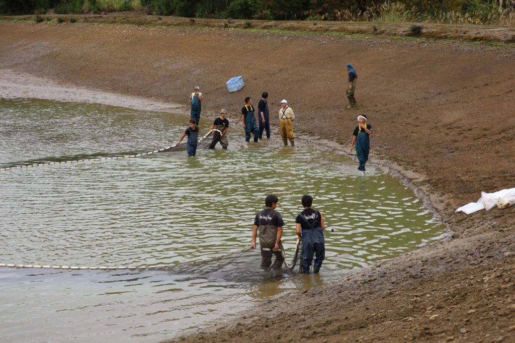 ทีมงานลากอวนรวบรวมปลาคาร์ฟในบ่อดินที่ลดระดับน้ำของ ISA Koi Farm