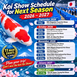 ปฏิทินงานประกวดปลาคาร์ฟญี่ปุ่น 2026–2027 รวม 11 งานสำหรับคนรักนิชิกิโกอิ