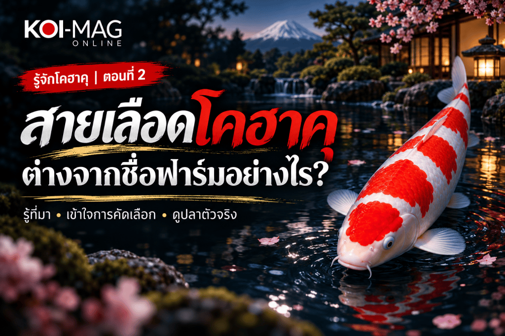 สายเลือดโคฮาคุคืออะไร? รู้ไว้ก่อนเลือกปลาคาร์ฟแดงขาว