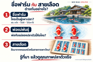 ภาพอธิบายความแตกต่างระหว่างชื่อฟาร์ม พ่อแม่พันธุ์ และสายเลือดโคฮาคุ