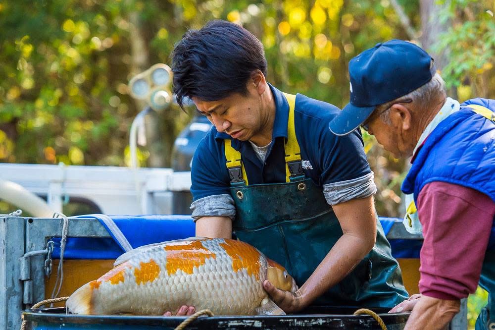 คนสองคนกำลังประคองปลาคาร์ฟขนาดใหญ่ในภาชนะข้างบ่อ