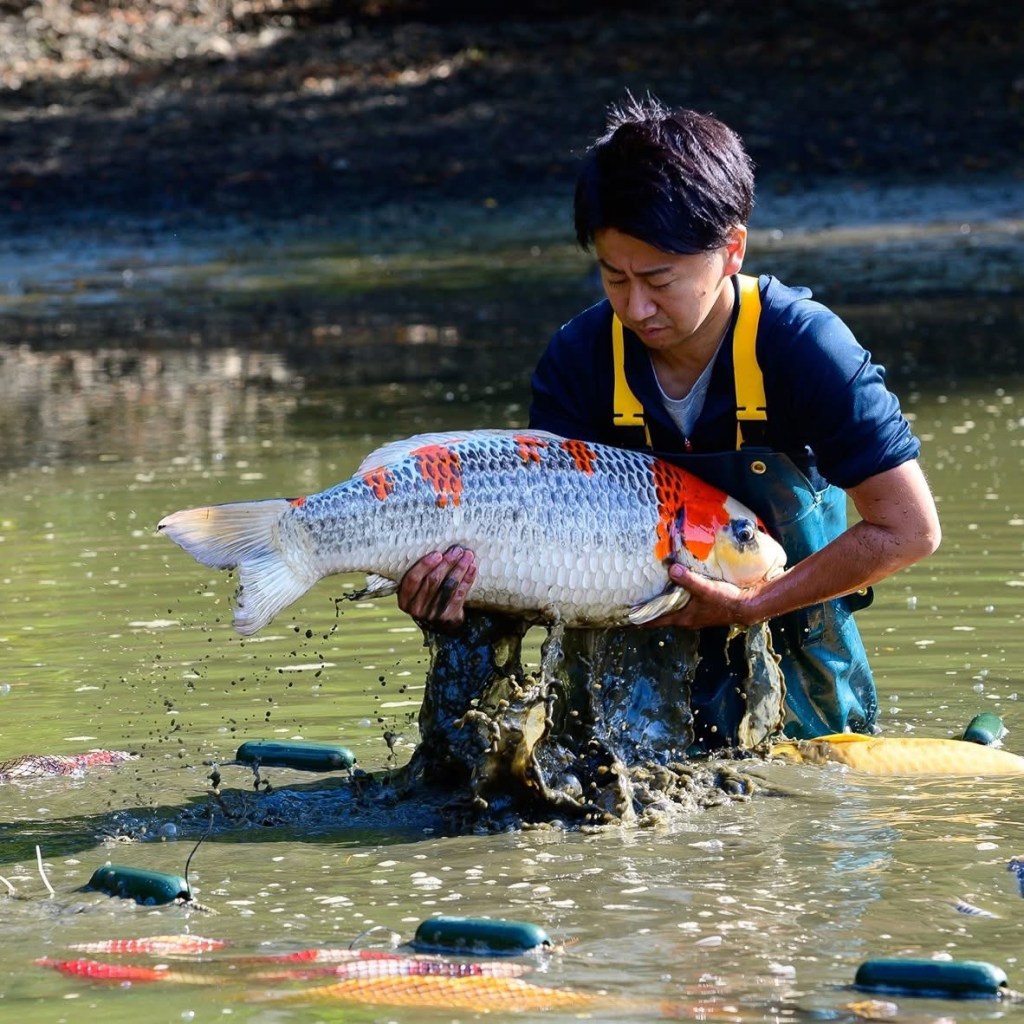 Konishi Koi Farm: ฟาร์มปลาคาร์ฟญี่ปุ่น กับเสน่ห์ที่มีมากกว่า Gosanke