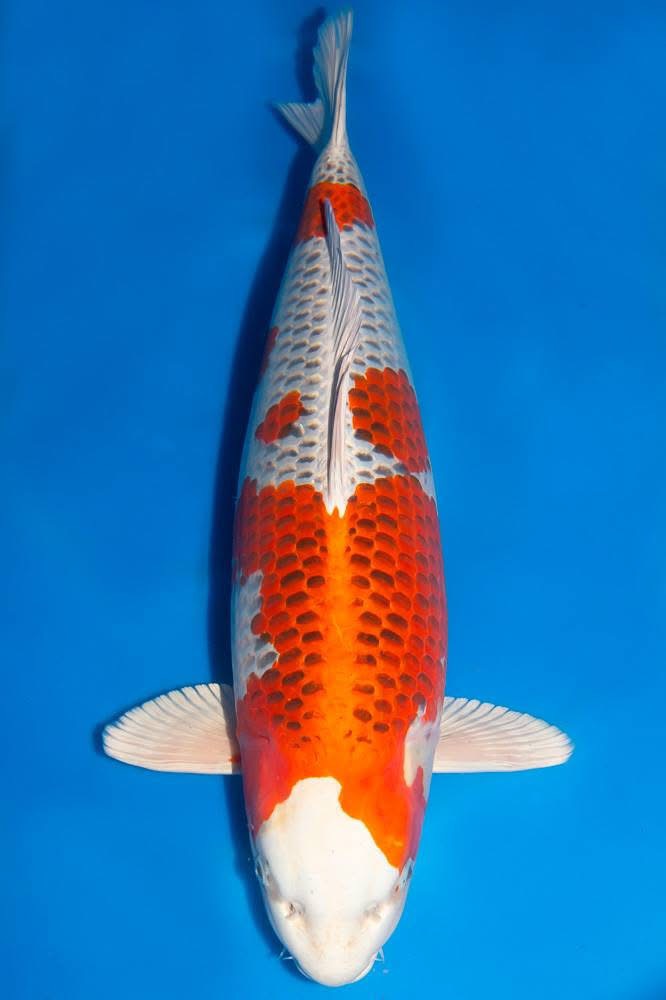ปลาคาร์ฟ Kujaku มองจากด้านบน เห็นลายเกล็ดและลวดลายสีแดงส้มบนพื้นอ่างสีน้ำเงิน