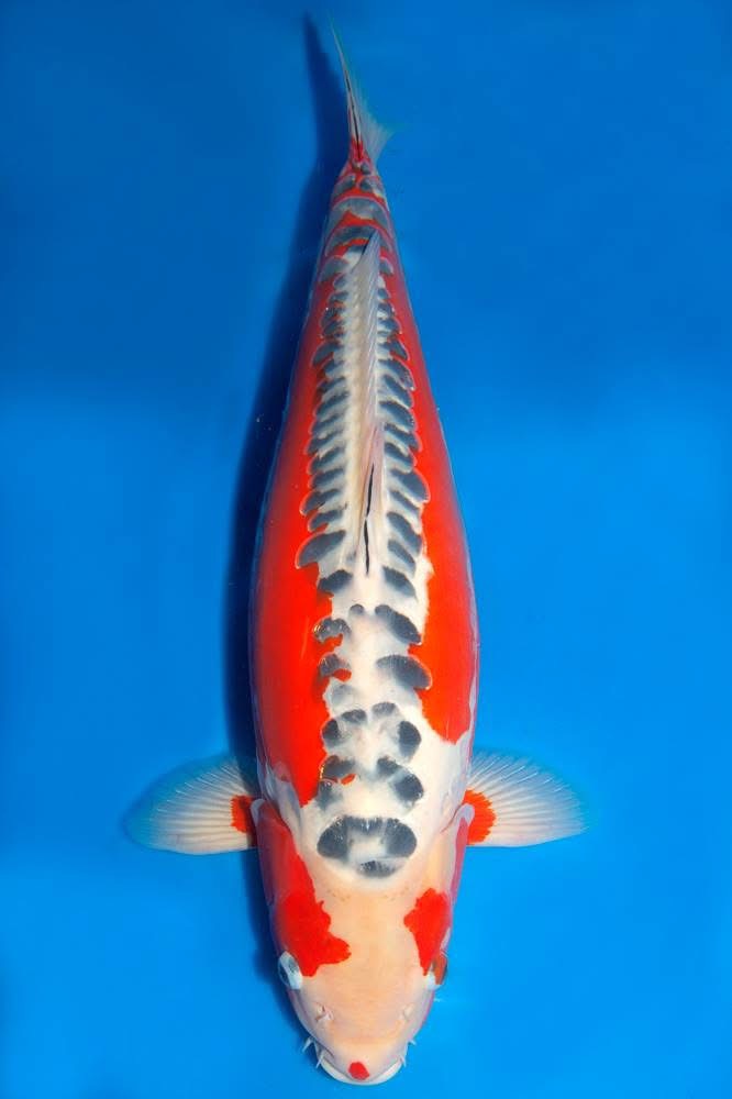 ปลาคาร์ฟ Shusui มองจากด้านบน เห็นแนวเกล็ดสีเข้มบนหลังและสีแดงสองข้างลำตัว
