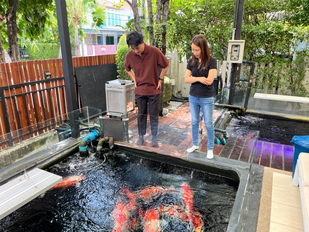 ผู้เยี่ยมชมกำลังมองปลาคาร์ฟในบ่อเลี้ยงบ้านครูมด