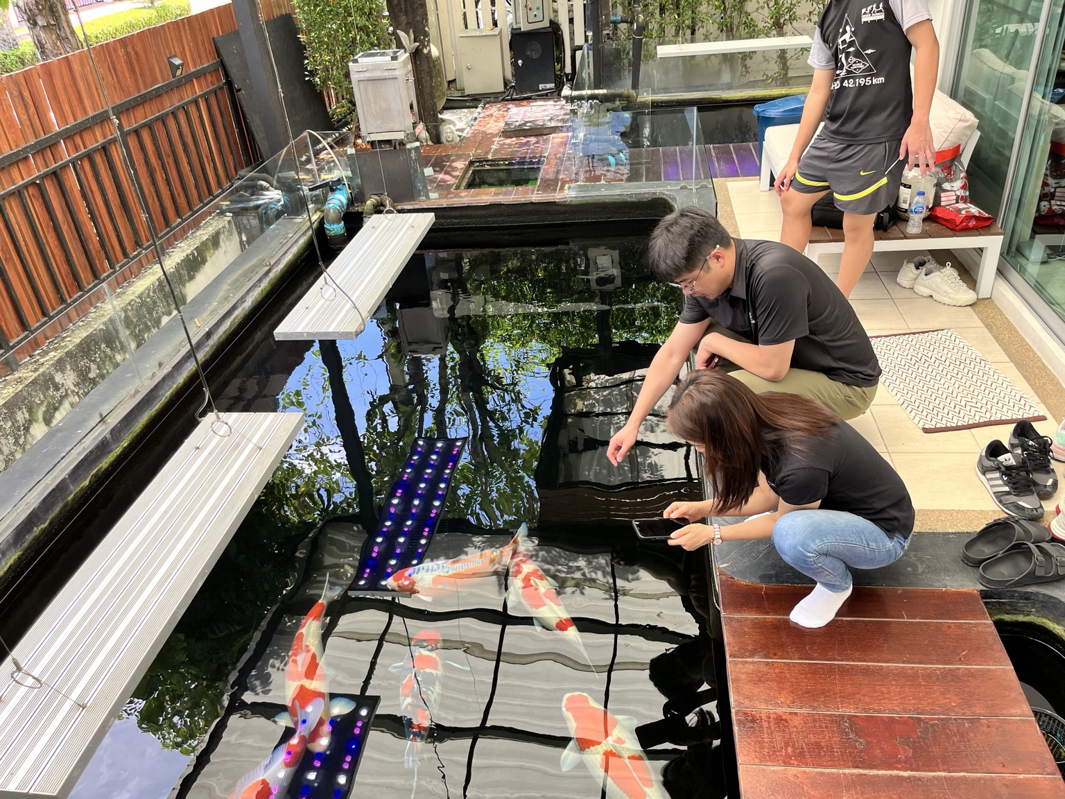 ปลาคาร์ฟว่ายในบ่อบ้านครูมด